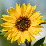 sunflower.png