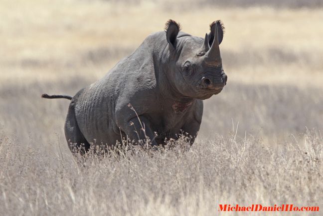 black-rhino6.jpg