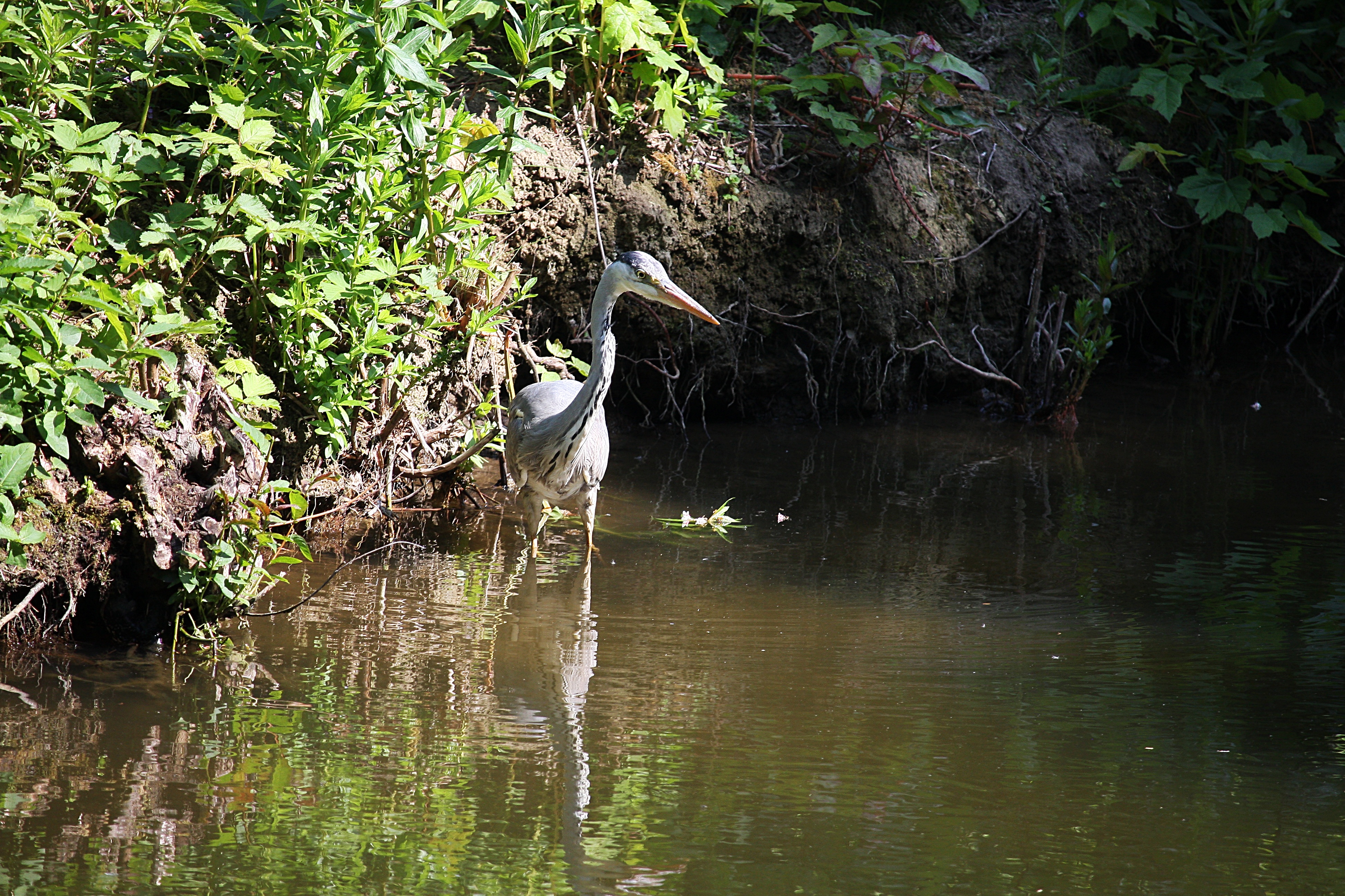 Heron-EOS-40D-20-05-09-270-PSX.jpg