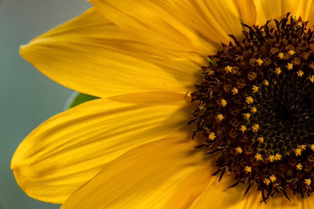 Sunflower macro.png