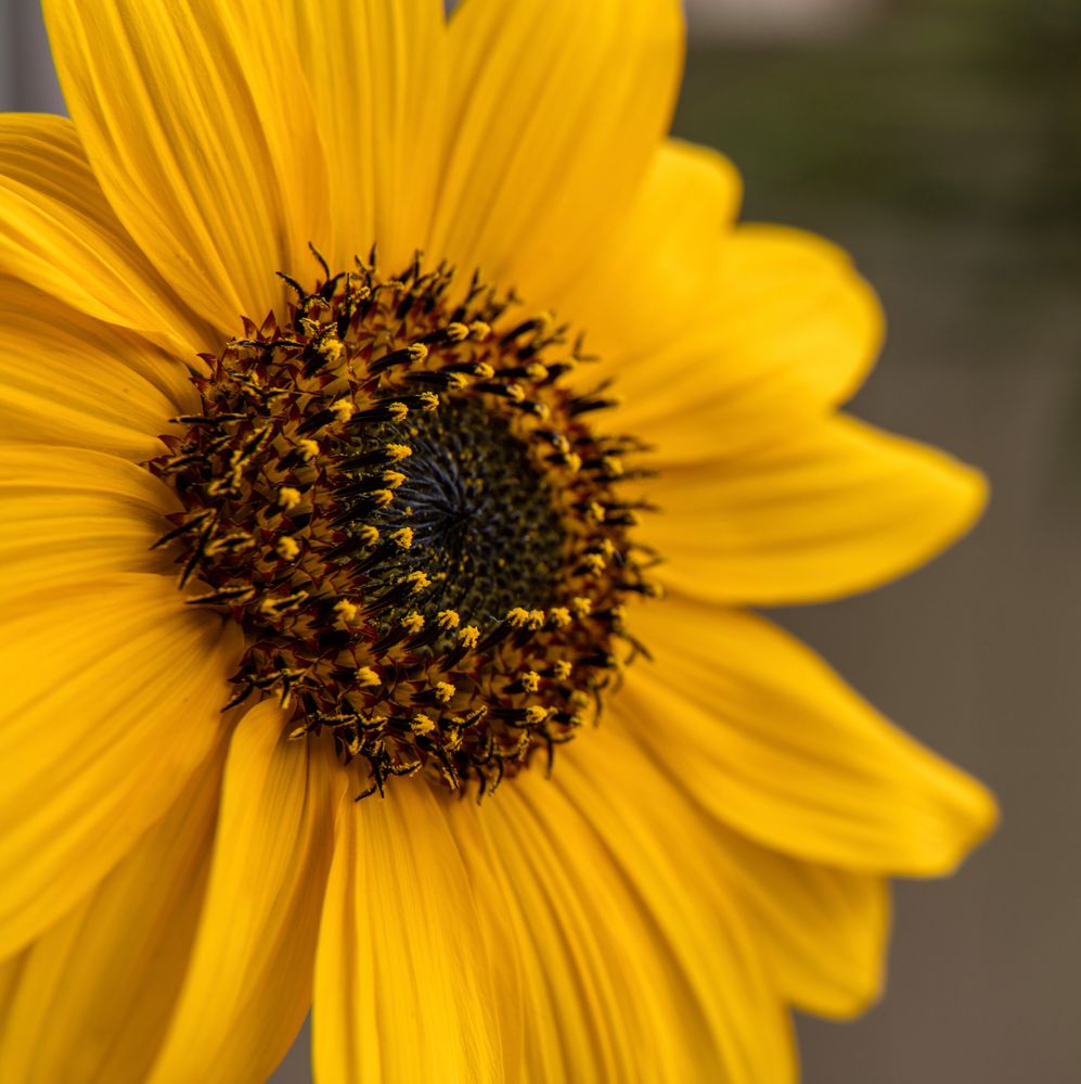 Sunflower 2 .jpg