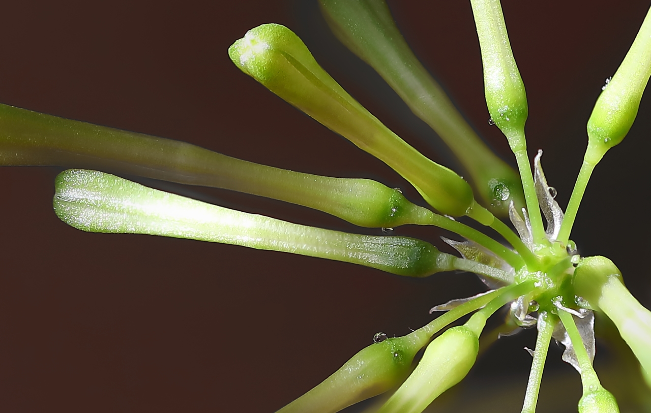 Dracaena Surculosa-2b.jpg