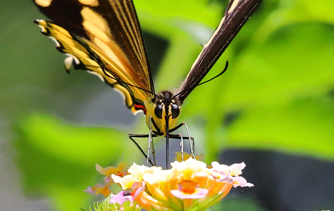 Giant Swallowtail