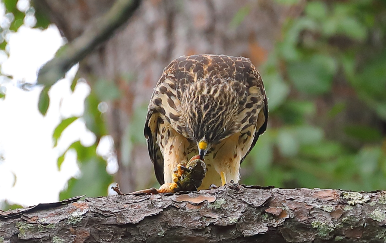 Red-shouldered Hawk juvenile