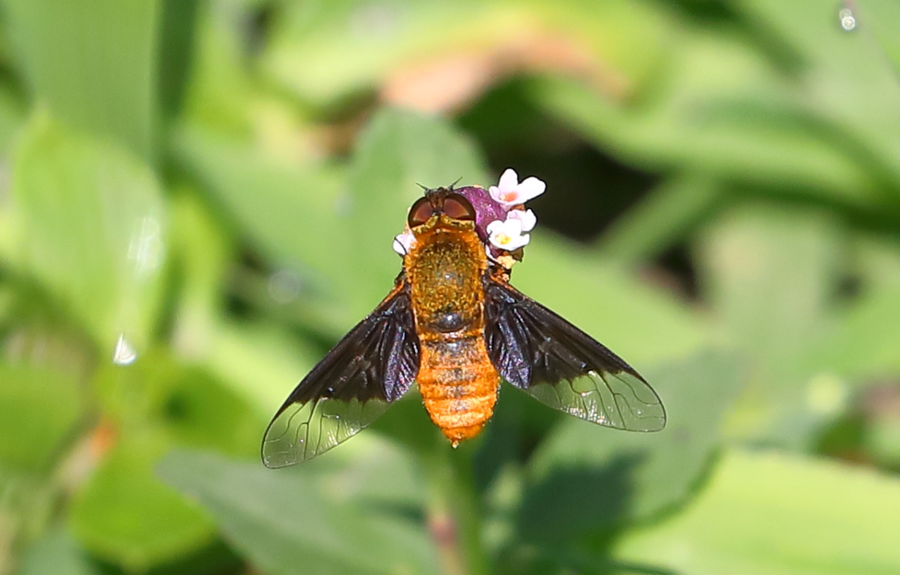 Bee Fly (Chrysanthrax cypris)