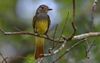 Great Created Flycatcher