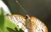 White Peacock Butterfly