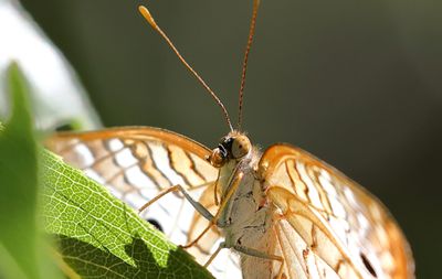 White Peacock Butterfly