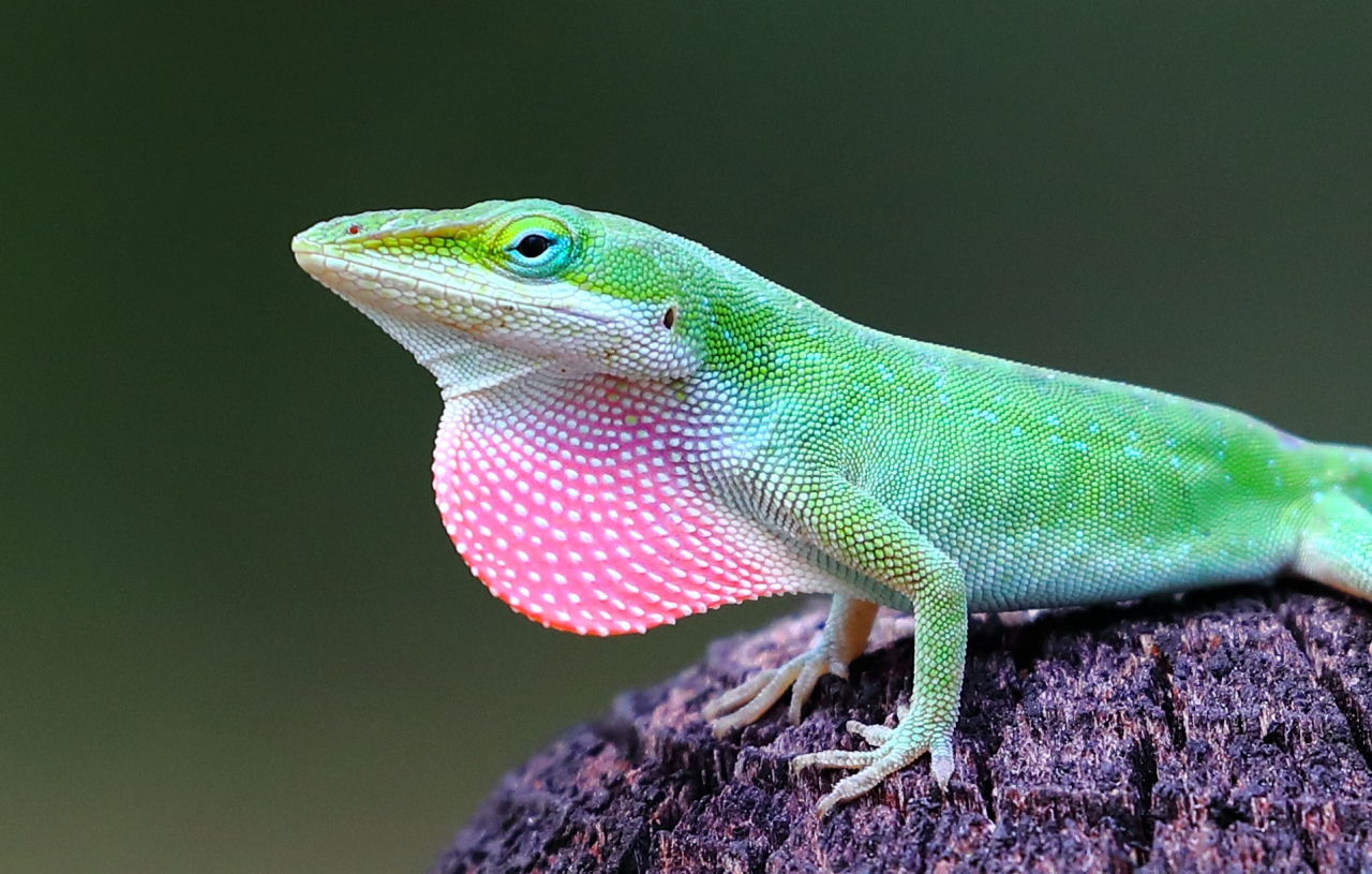 Green Anole