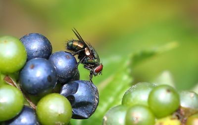 Green Bottle Fly