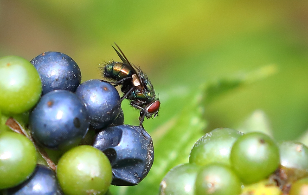 Green Bottle Fly