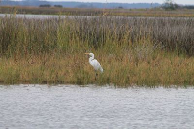 EGRET.JPG