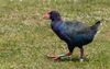 A Takahe Adult Canon EOS 80D, 189mm, f/7.1, 1/250 sec, ISO-400