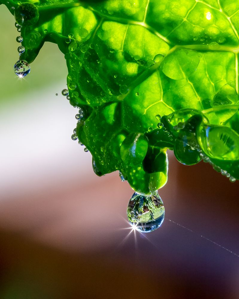 EOS 650D, EF 100mm f/2.8 Macro, f/14, 1/40sec, ISO-400