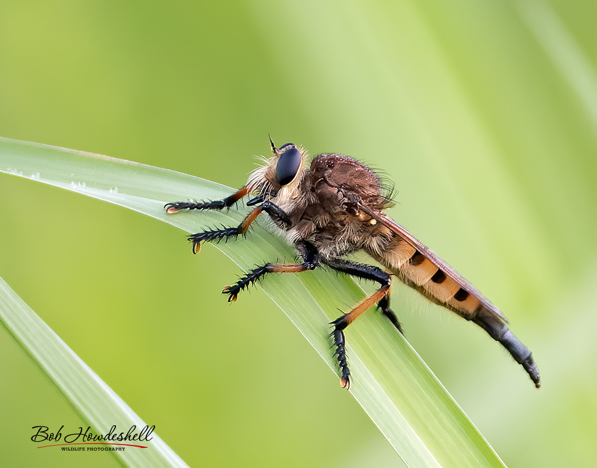 red-footed_cannibalfly_00110a.jpg