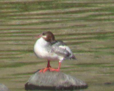 Merganser.jpg