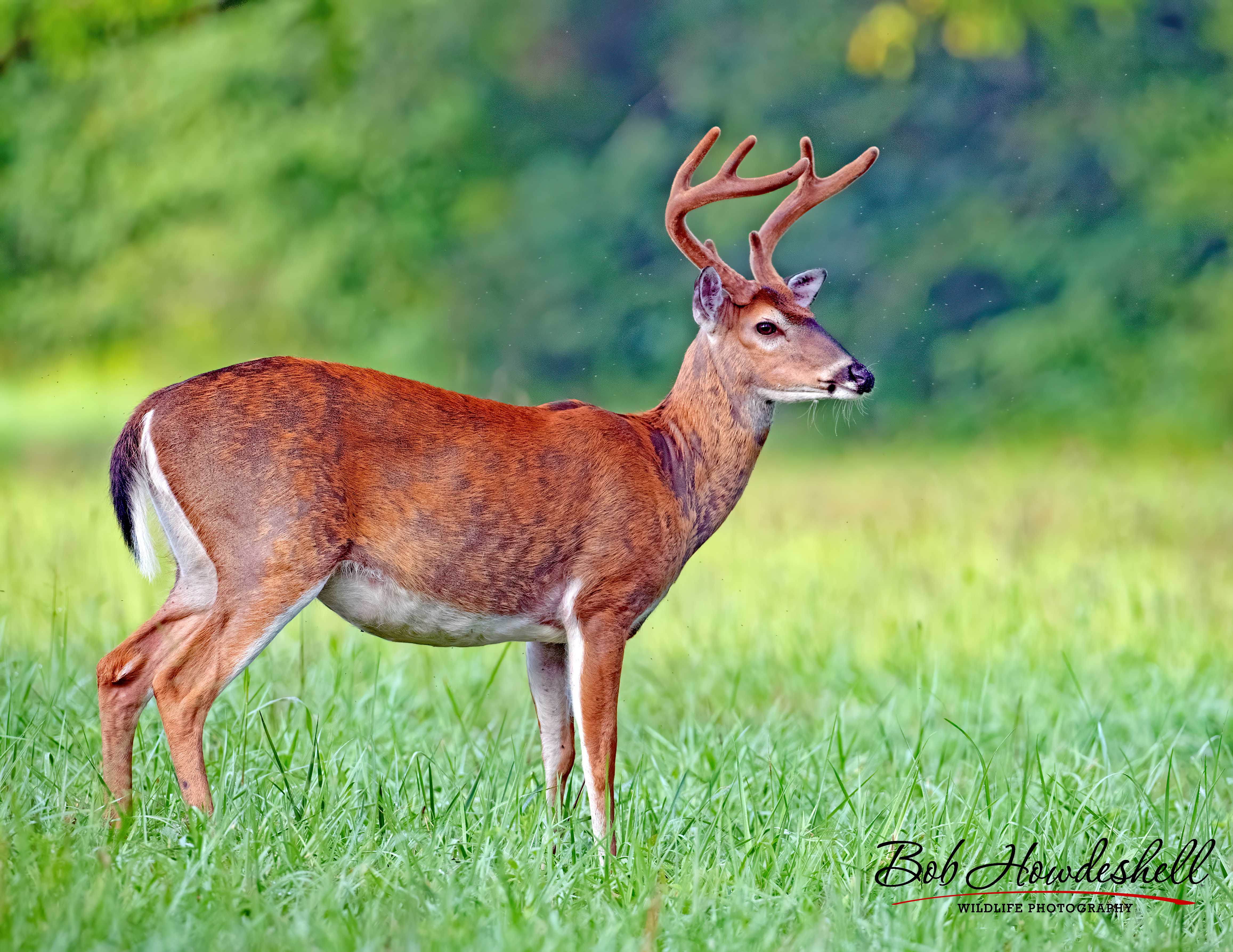 Whitetail Deer Pics - Canon Community