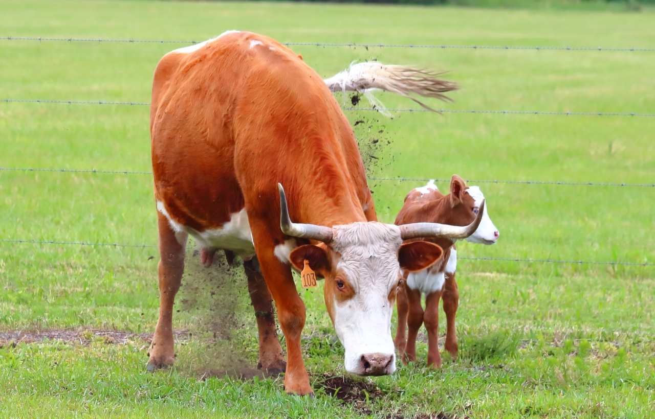 Cow Calf Mad-1a.JPG