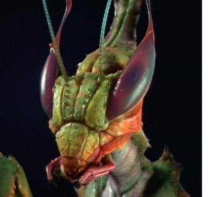 example-praying-mantis-actual.png