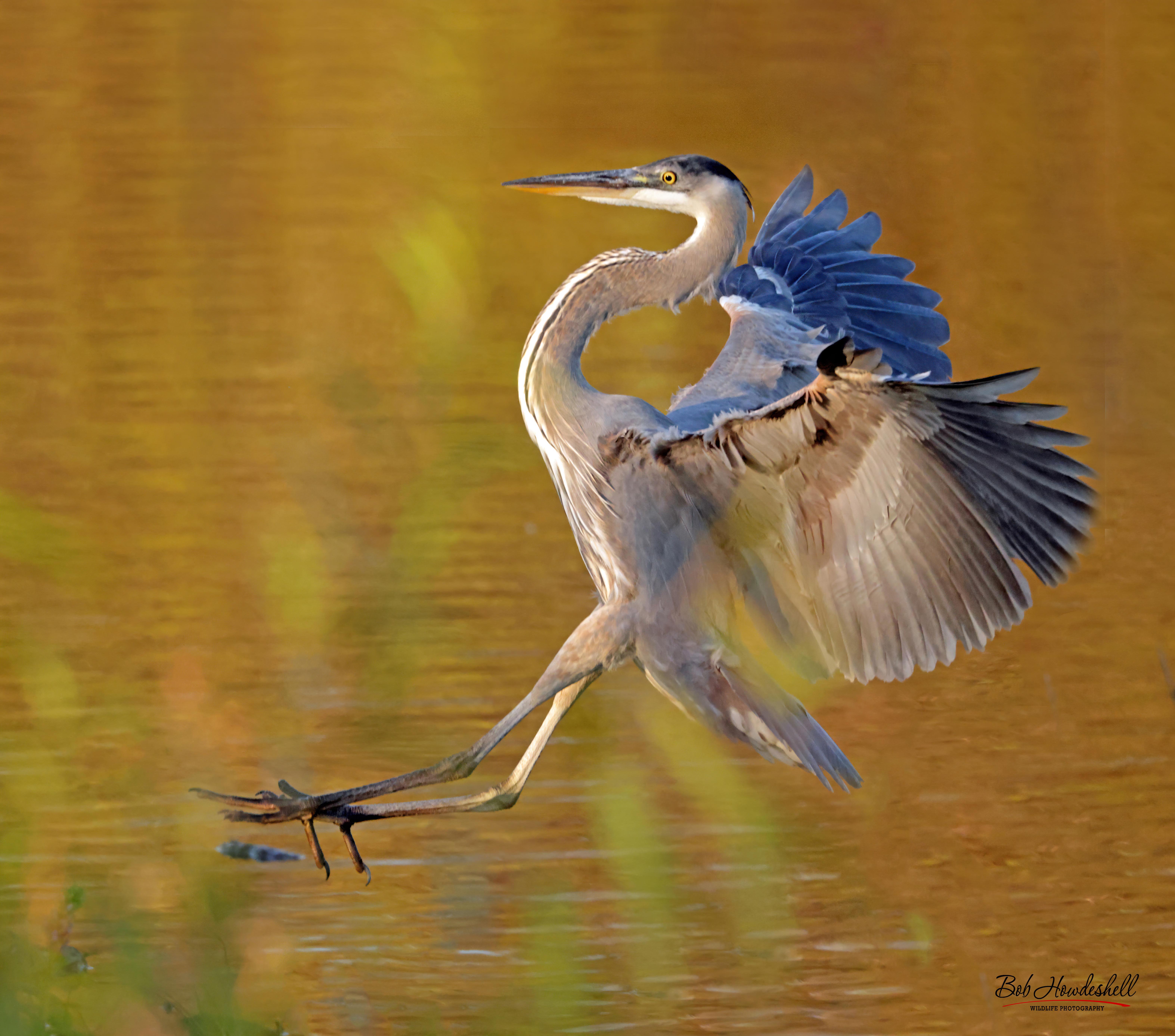 Great Blue Heron Landing Canon Community