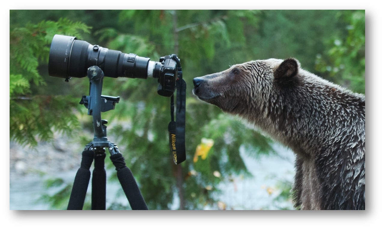 bear with camera.jpg