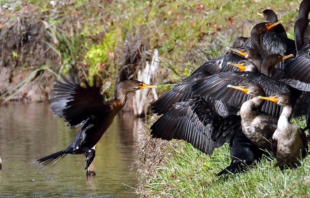 Double-crested Cormorants