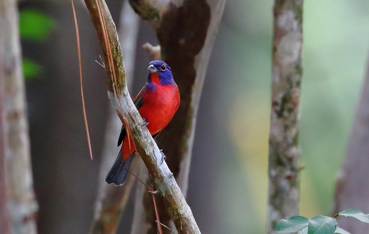 Painted Bunting male