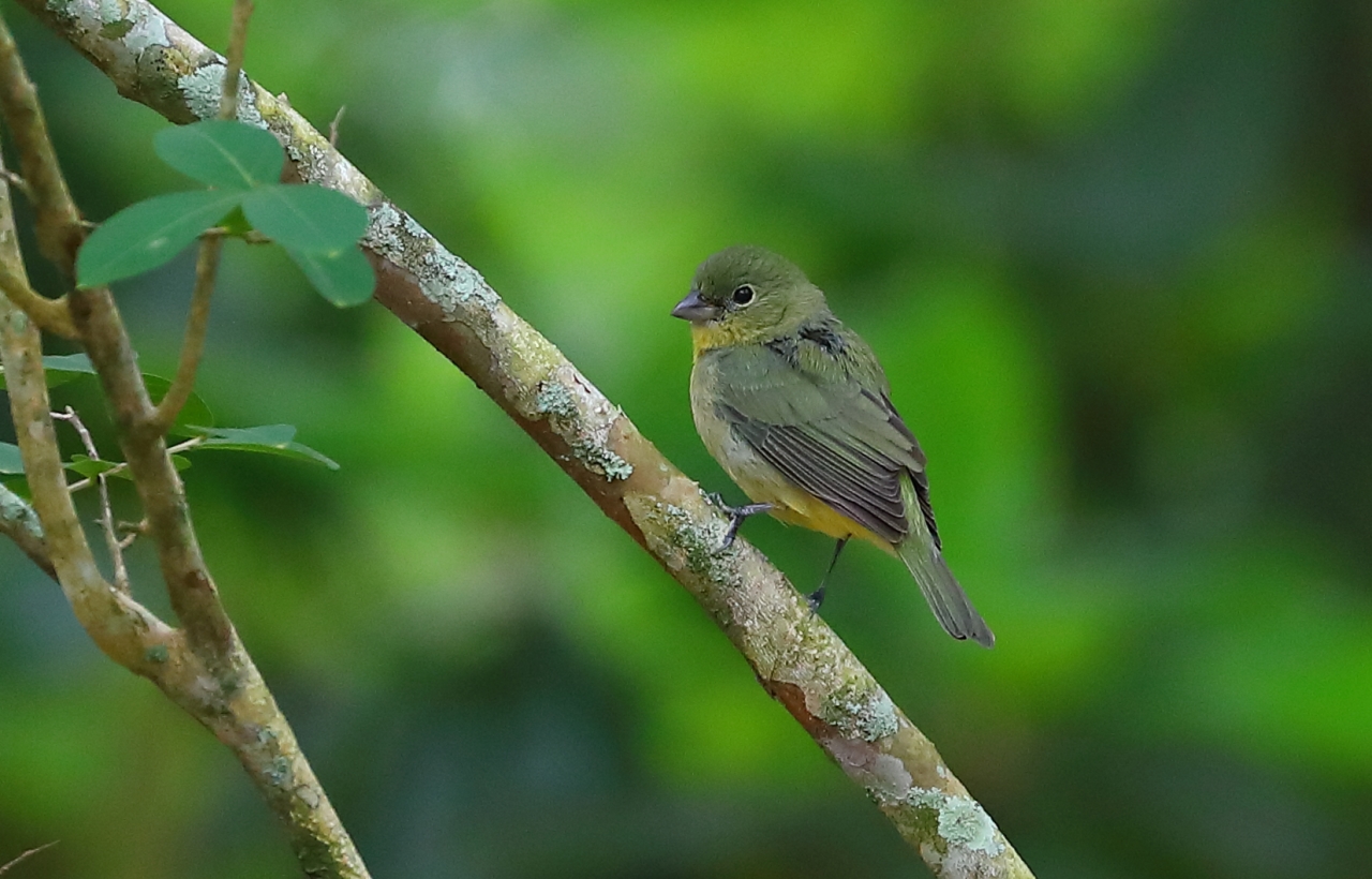 Painted Bunting female