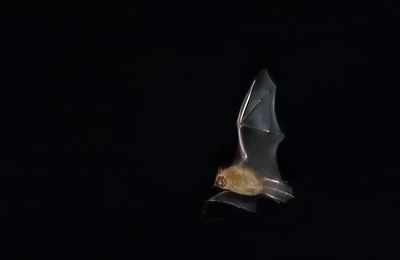 Evening Bat