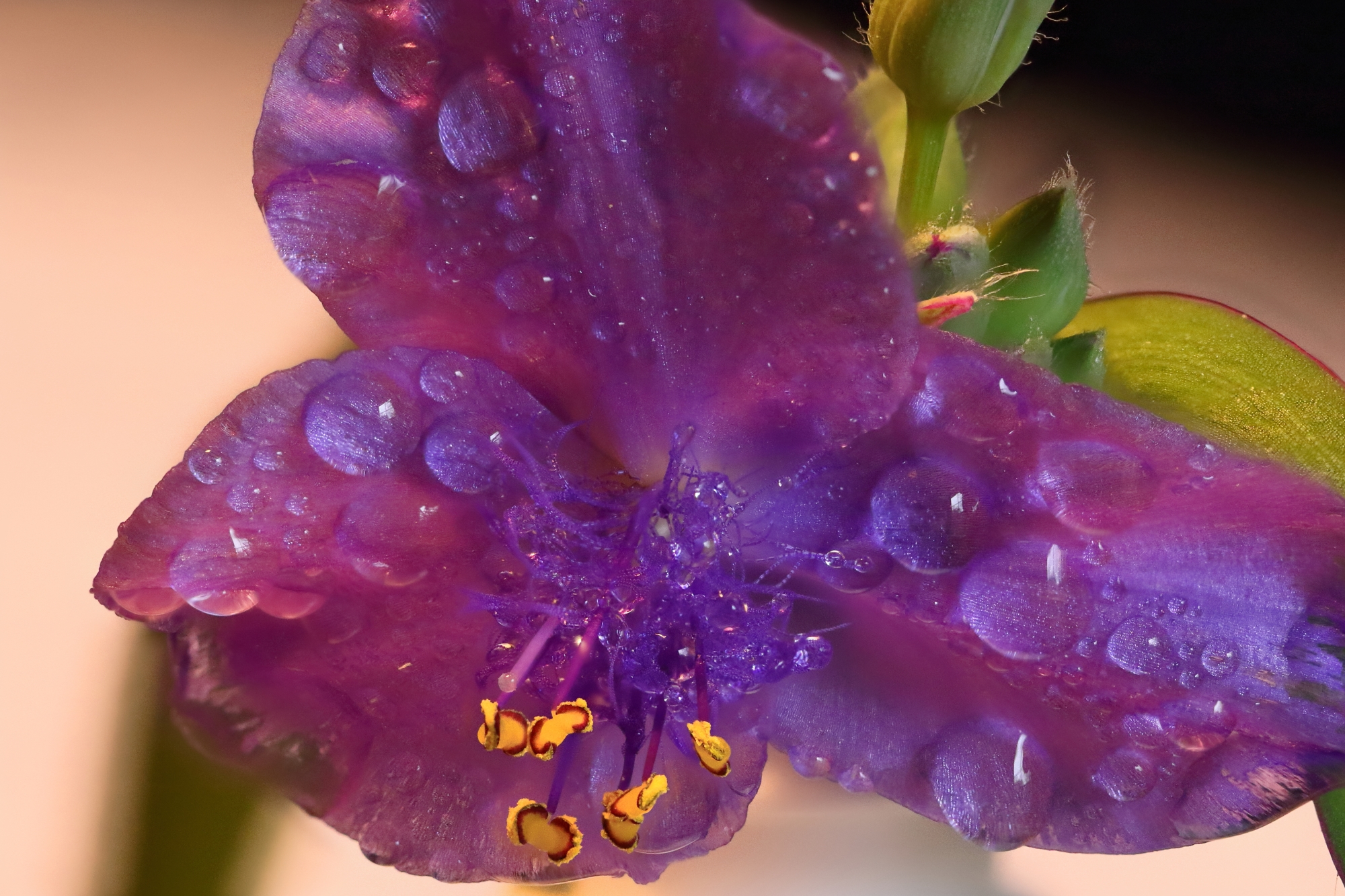 Spiderwort Stack