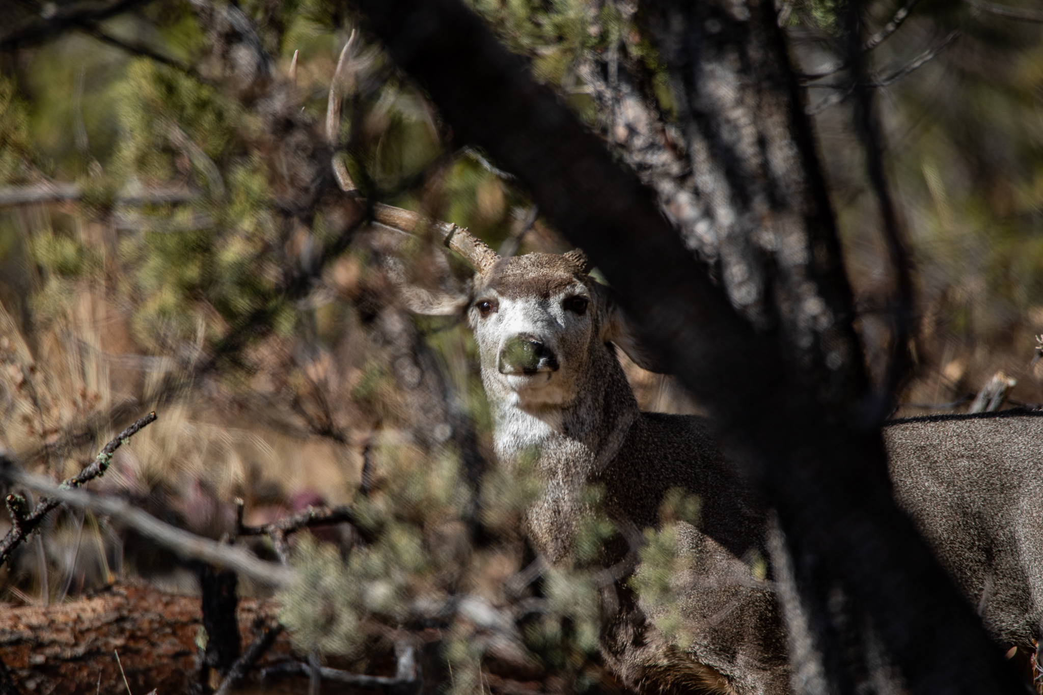 Solved grainy raw files with brand new 5D Mark IV Canon Community