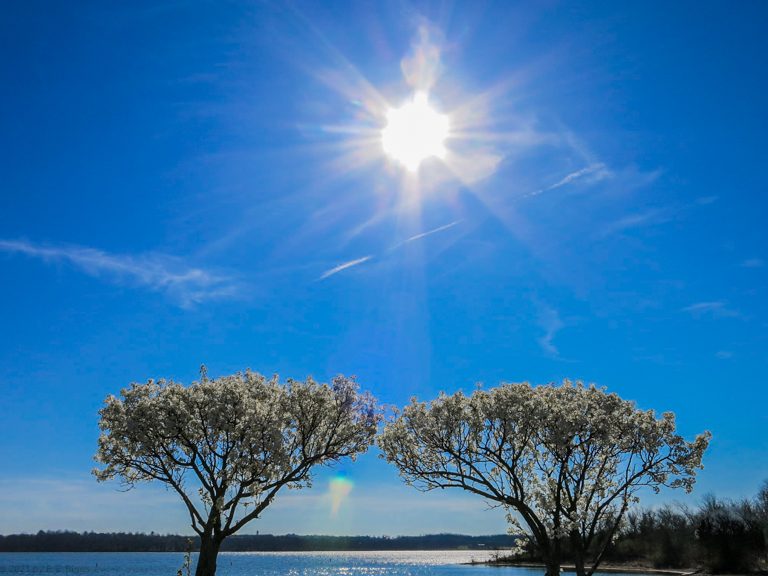 don shaffer tree.jpg