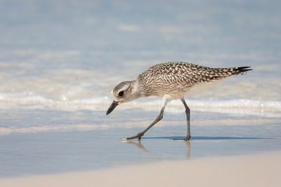 Black Bellied Plover6.jpg