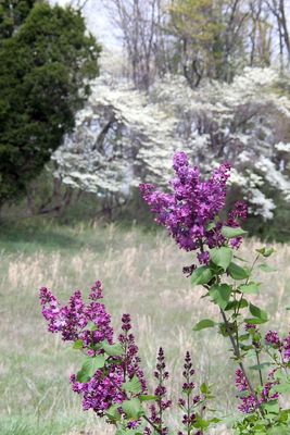 lilacs4.jpg