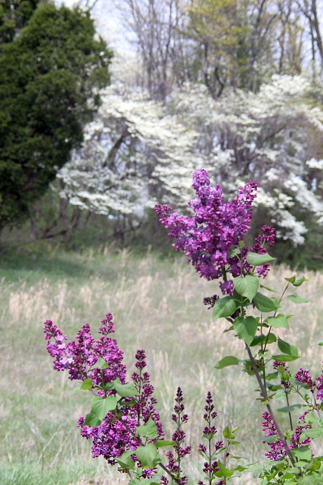lilacs4.jpg