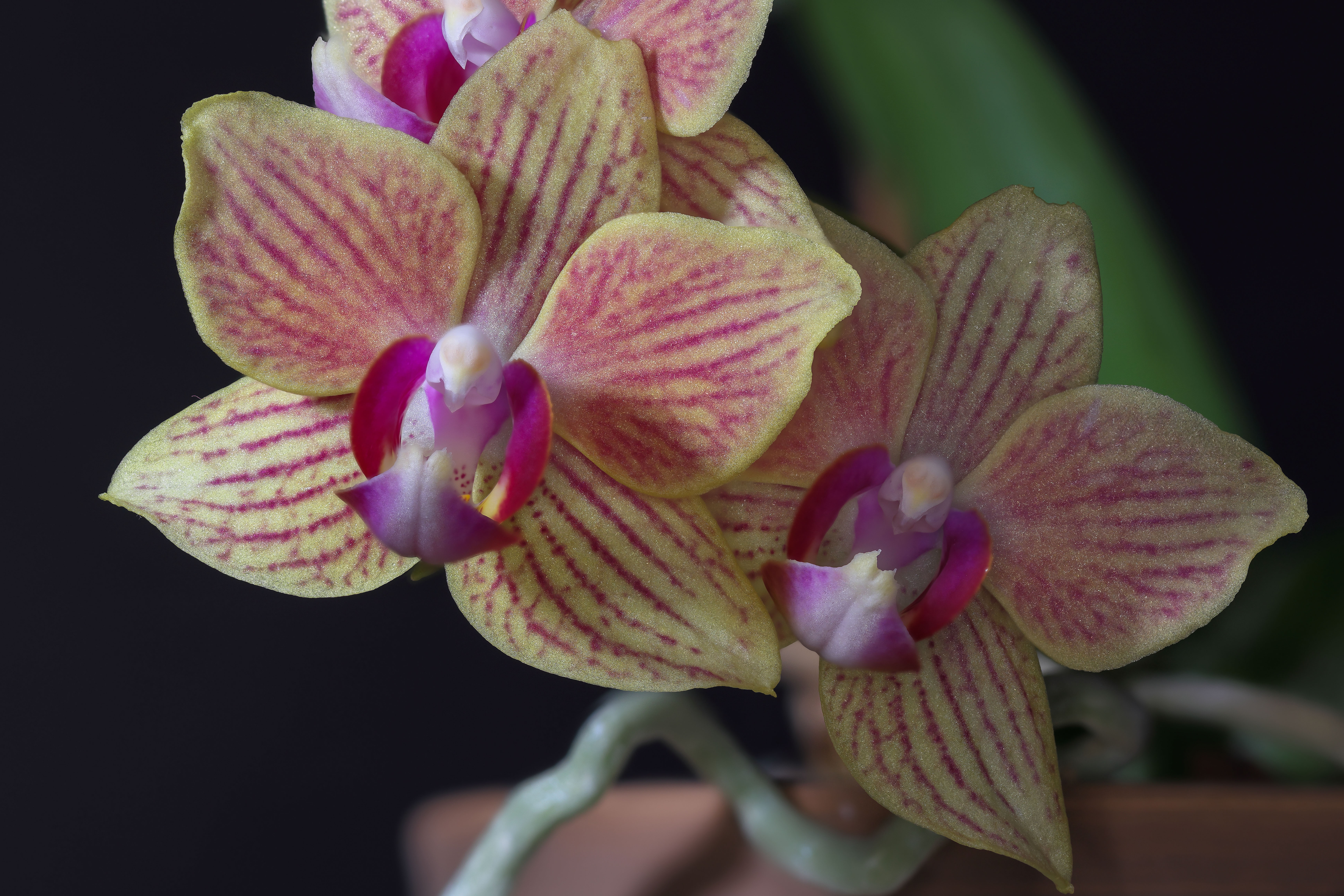 orchid DPP stacked_lowres-3317.jpg