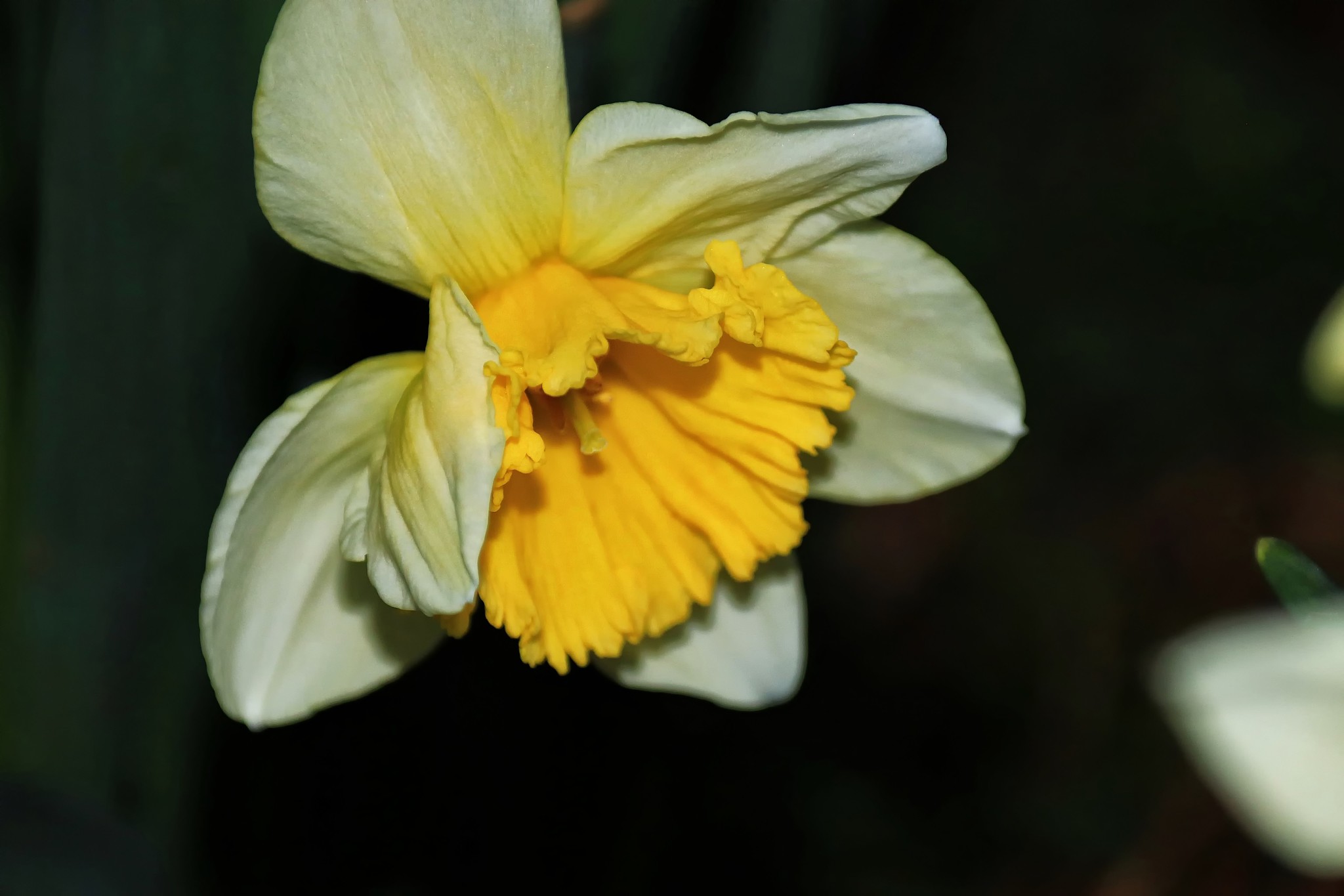 Daffodil