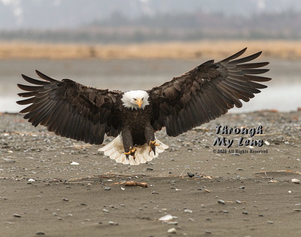 Eagle-Landing-on-Beach.jpg
