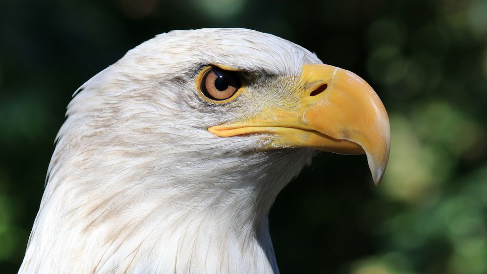 Canada BC Vancouver Island Duncan Raptors Bald Eagle 30.jpg