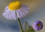 Fleabane Bud-60-1a.jpg