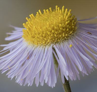 Fleabane Bud-60-1b.jpg