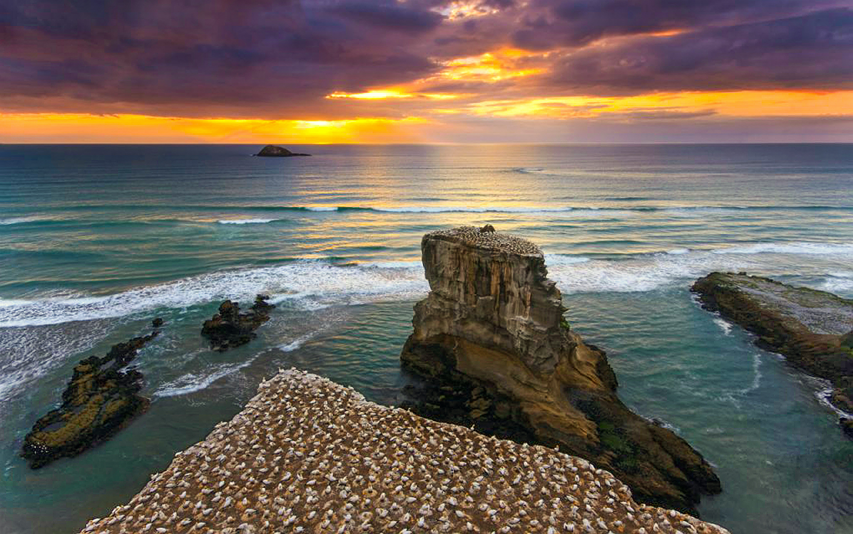 Muriwai-Gannet colony A.jpg