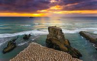 Muriwai-Gannet colony A.jpg