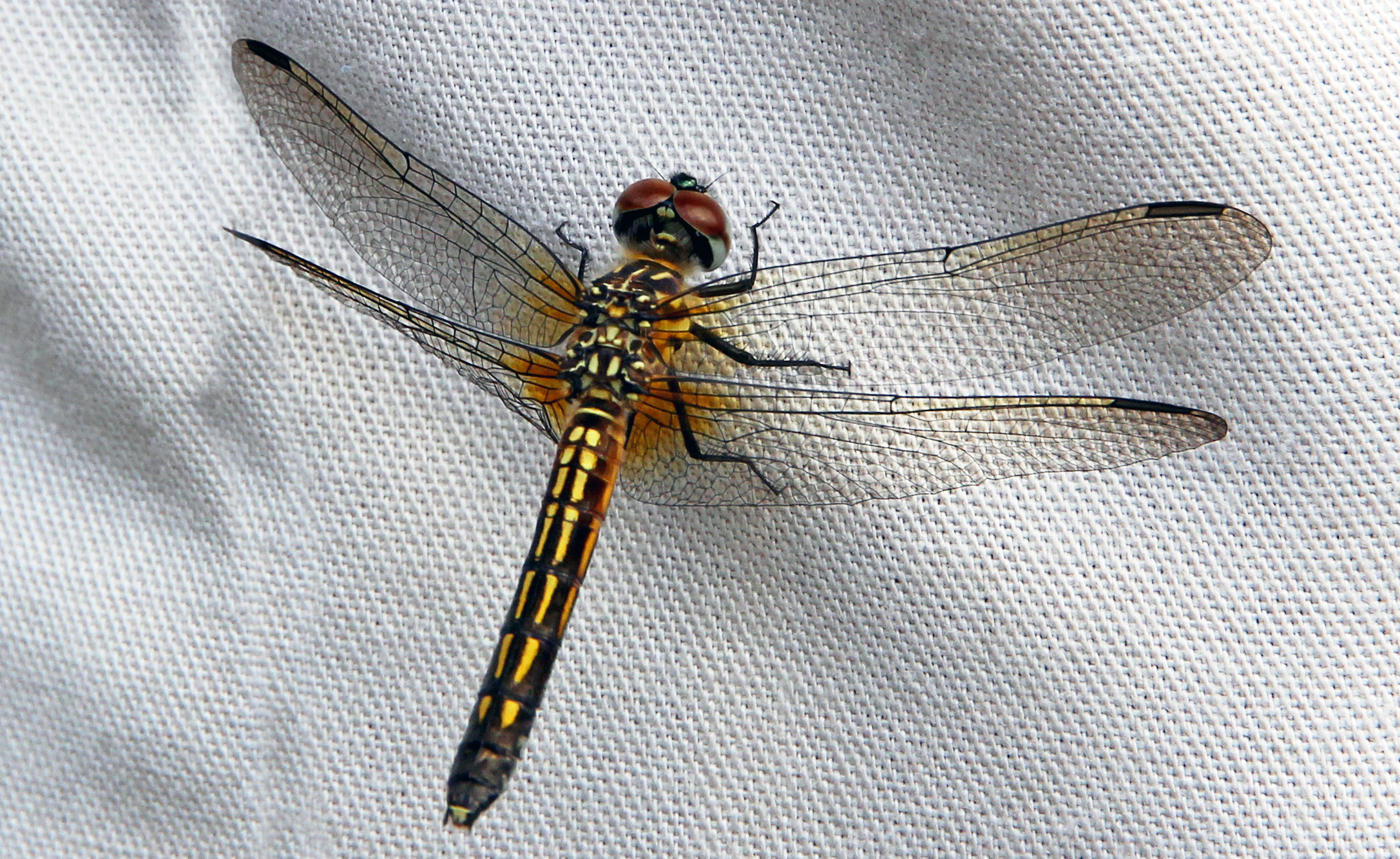 Veysie's Dragon Fly.jpg