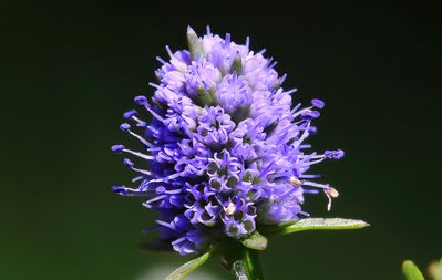 Baldwins Eryngo - Purple Adult