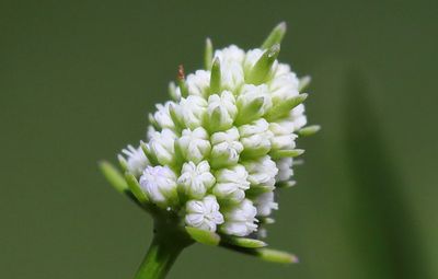 Baldwins Eryngo - Immature White