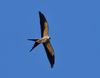 Swallow-tailed Kite-00001a.jpg