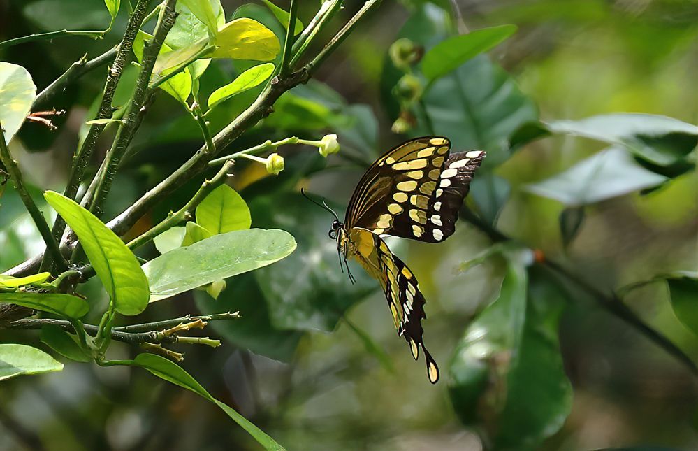 Giant Swallowtail Flying-1a.jpg