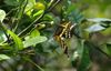 Giant Swallowtail Flying-1a.jpg