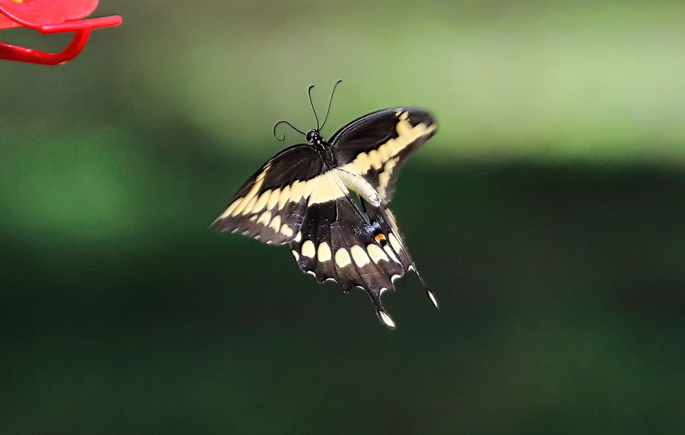 GiantSwallowtail-1a.jpg